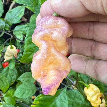 Reaper Sbagliato Purple Peach - Seeds - The Pepper Pantry (Formerly Marie Sharp's)